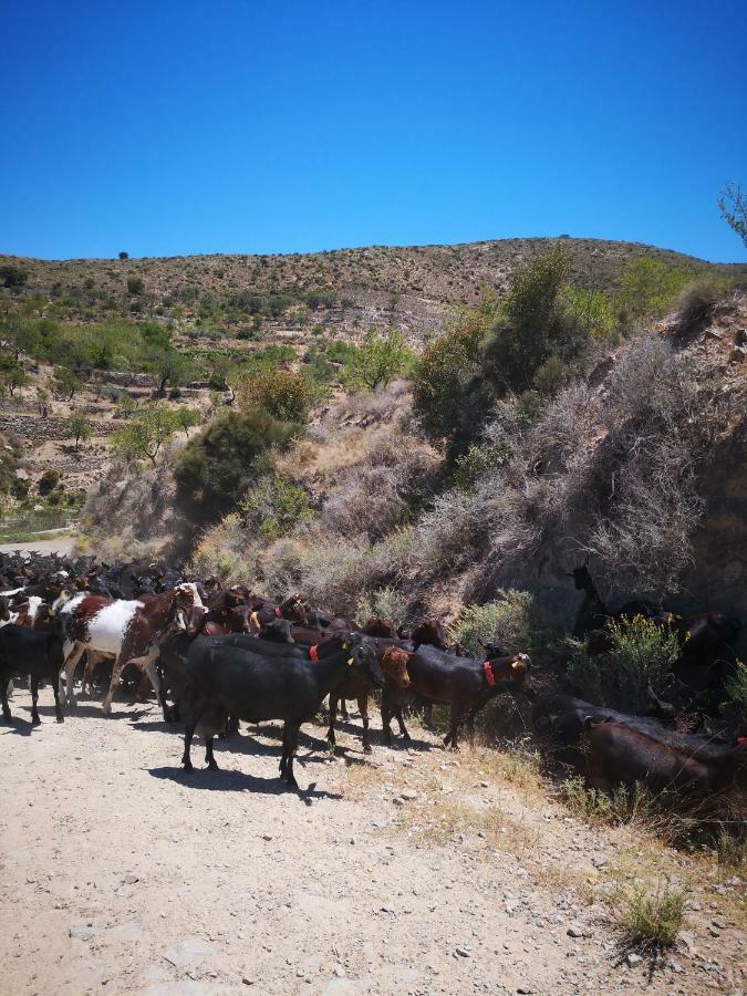Terrera Roberto Villa El Marchal Buitenkant foto